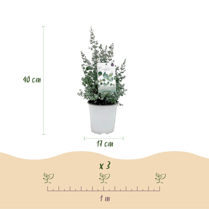 Eukalyptusbaum Eucalyptus gunnii – Winterhart – Terrassenpflanze – Grau – Ø17cm, Höhe ca. 40cm – Ansicht 14