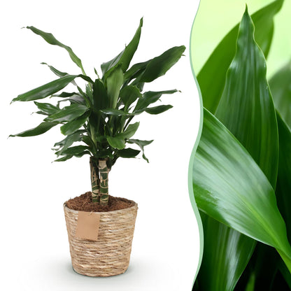 Green boutiQ - Zimmerpflanzen - Dracaena fragrans Steudneri - Drachenblutbaum - Wenig Pflege - mit Korb - Grün - 1 Pflanze - Topf 17cm - Höhe 50-55cm 