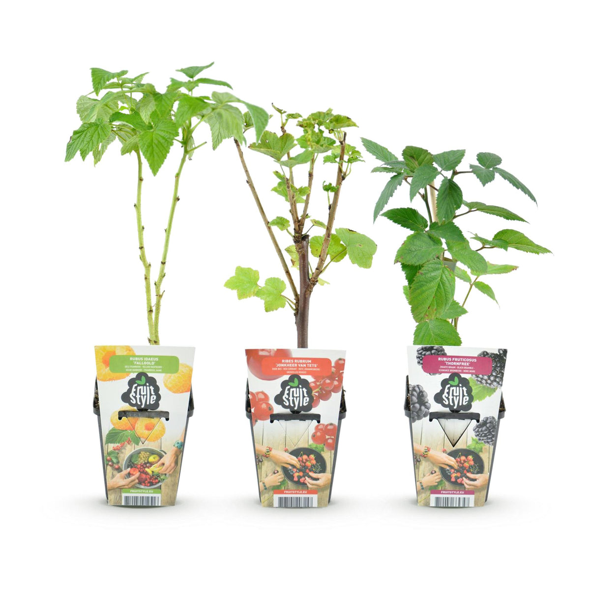 Obstpflanzen Set winterhart 3 Pflanzen Ø9cm Höhe30cm – Rote Johannisbeere Gelbe Himbeere Schwarze Brombeere – Ideal für Garten Beet Balkon & Terrasse 