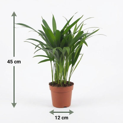 Areca-Palme – Goldfruchtpalme – Dypsis lutescens – Topf Ø12cm – Höhe 45cm – mit weißem Dekotopf – Ansicht 5