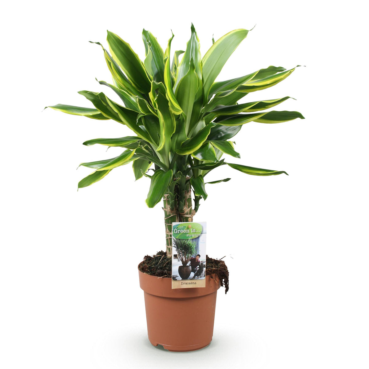 Green boutiQ - Zimmerpflanzen - Dracaena fragrans Golden Coast - Drachenblutbaum - Wenig Pflege - Bunt - 1 Pflanze - Topf 17cm - Höhe 50-55cm 