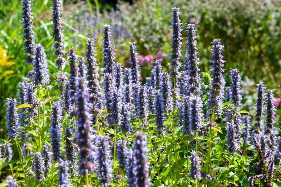 Asiatische Duftnessel Agastache 'Black Adder' – 6 Pflanzen – Staude mit dunkelvioletten Blüten – Ø9cm – Blütezeit Sommer bis Herbst – Bienenfreundlich & pflegeleicht 