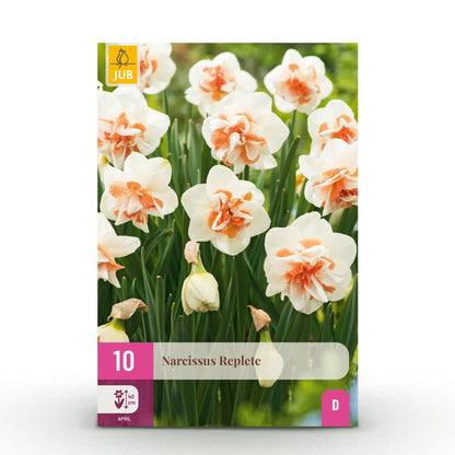 GreenboutiQ - Blumenzwiebeln - Narcis Replete - Farbe Weiß und Orange - 10 Stück - Zwiebelgröße 10/12 - XXL Pack 