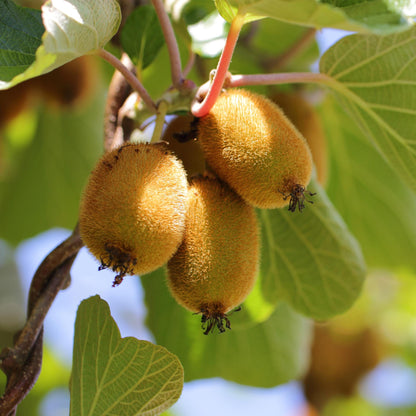 Obstpflanzen Grüne Kiwi 'Jenny' & Goldene Kiwi – 2 Pflanzen – 15cm – Höhe 50cm – Süße, vitaminreiche Früchte – Pflegeleicht & winterhart 