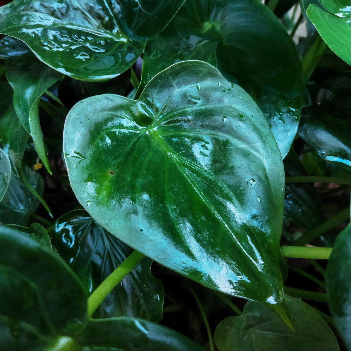 Green boutiQ - Zimmerpflanzen - Alocasia Cucullata - Buddha-Hand - Wenig Pflege - mit Korb - Grün - 1 Pflanze - Topf 21cm - Höhe 65-70cm 