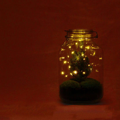 Flaschengarten Christmas – DIY Bausatz Terrarium – ↕28cm – Do-It-Yourself Weihnachts-Terrarium – Mit Mini-Weihnachtsbaum & Moos – Autarkes Ökosystem – Für Wohnung & Büro 