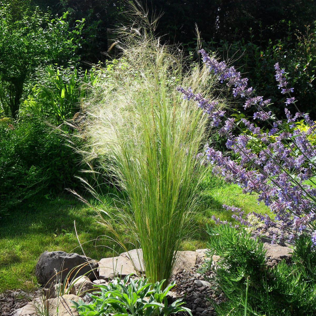 Zartes Federgras Stipa tenuifolia Pony Tails – Ø17cm – Immergrün, pflegeleicht & trockenheitsresistent – Ansicht 15
