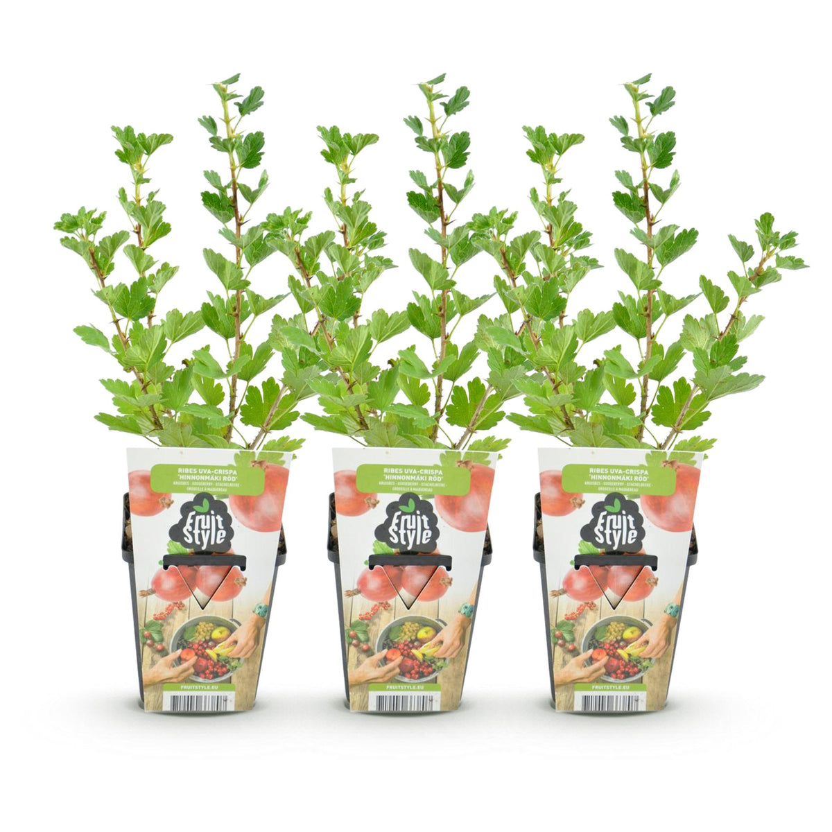 Rote Stachelbeere Ribes uva-crispa Hinnonmaki winterhart 3 Pflanzen Ø9cm Höhe30cm – Süß-saure rote Beeren für Garten Beet Balkon & Terrasse 