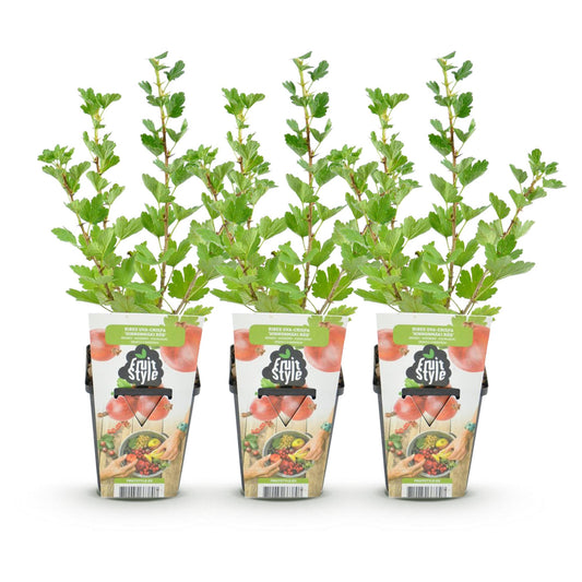 Rote Stachelbeere Ribes uva-crispa Hinnonmaki winterhart 3 Pflanzen Ø9cm Höhe30cm – Süß-saure rote Beeren für Garten Beet Balkon & Terrasse 