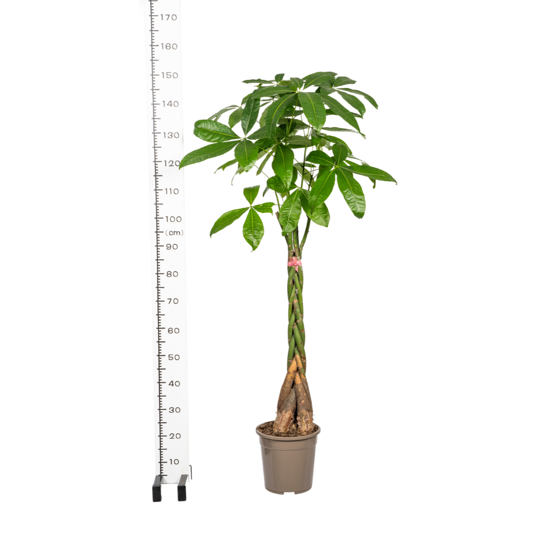 Pachira Aquatica mit Korb Ø24cm - ↕120 - 140cm 
