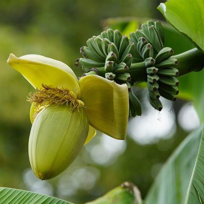 Bananenpflanze Musa Basjoo – 2 Pflanzen – Winterhart – Obstpflanze – Ø12cm, Höhe ca. 30cm – Exotische Gartenbanane für Beet, 