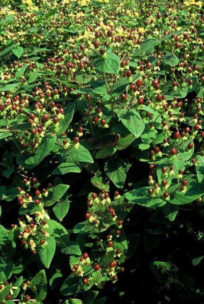 Hypericum inodorum 'Beauty' – 24 Pflanzen – ↕10-25cm – Ø9cm – Johanniskraut-Strauch – Goldgelbe Sommerblüten – Winterhart & pflegeleicht – Für Sonne & Halbschatten 