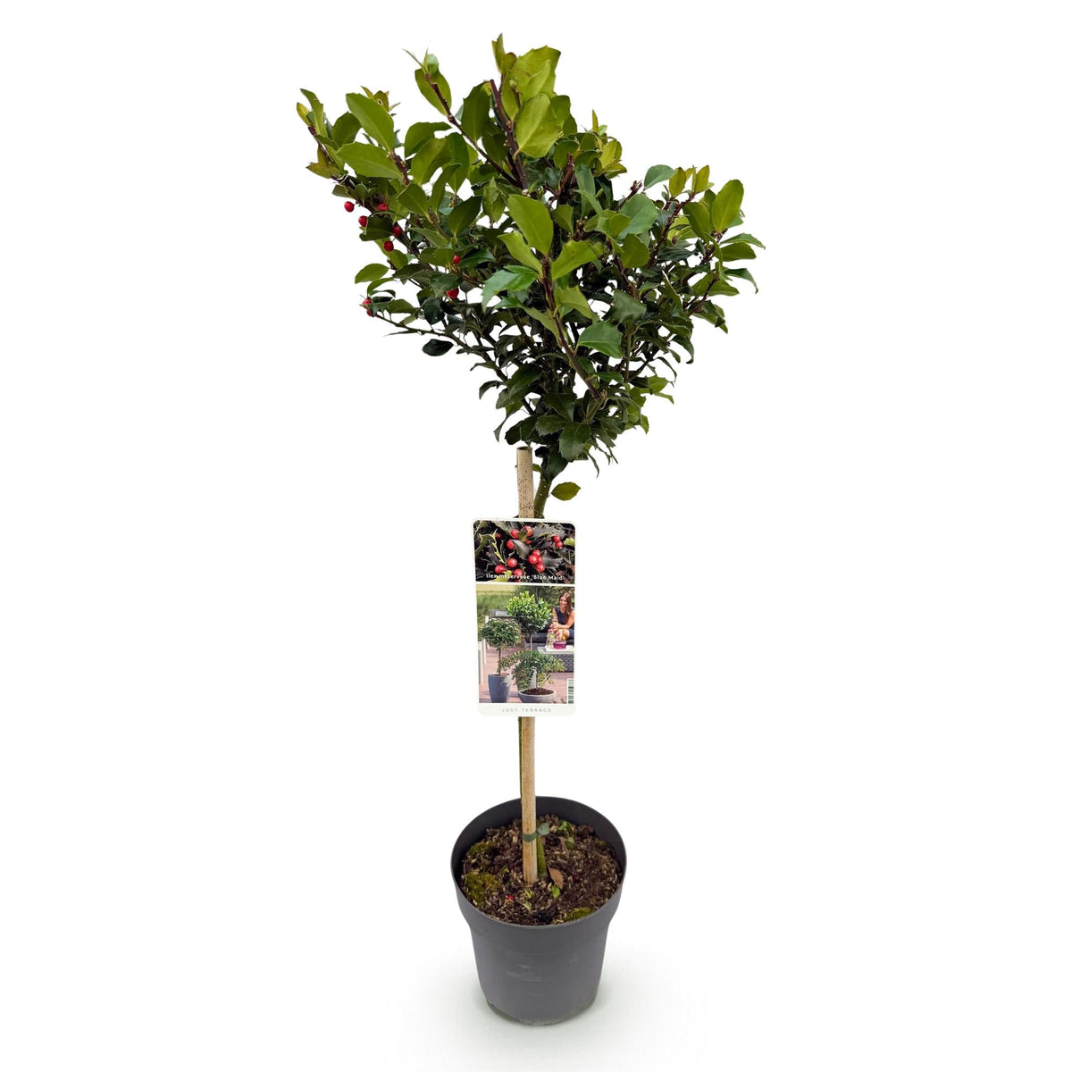 Ilex meserveae 'Blue Maid' – Immergrüne Stamm-Pflanze – Ø19 cm – Höhe ca. 90 cm – Terrassenpflanze & Gartenpflanze – Pflegeleicht & wetterfest 