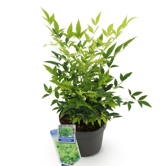 GreenboutiQ - Gartenpflanze - Nandina Lemon & Lime - Gelb - 1 Pflanze - Immergrün - Wenig Pflege - Topf 17cm Höhe 45cm 