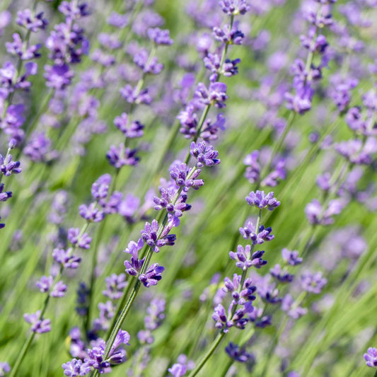 Echter Lavendel Lavandula angustifolia Hidcote – Heckenpflanze – Graues Blatt – 6 Pflanzen – 1  laufender Meter – Immergrün – 17 cm Höhe 30 cm – Duftpflanze & Bienenfreundlich 