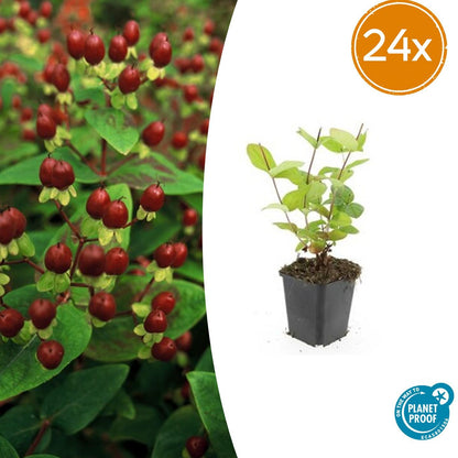 Hypericum inodorum 'Beauty' – 24 Pflanzen – ↕10-25cm – Ø9cm – Johanniskraut-Strauch – Goldgelbe Sommerblüten – Winterhart & pflegeleicht – Für Sonne & Halbschatten 