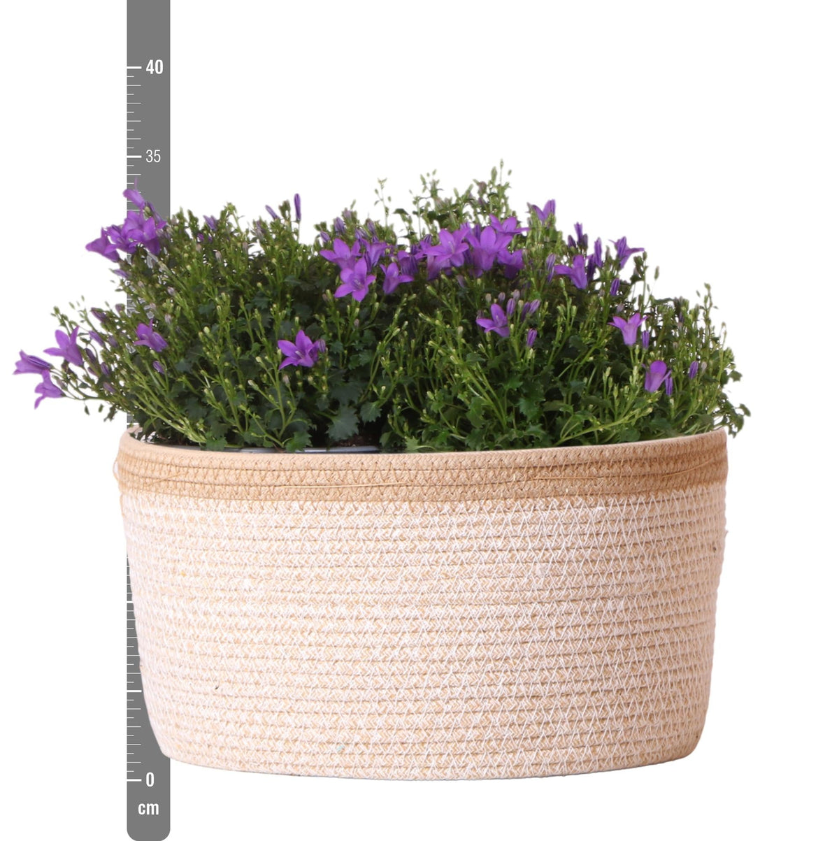 Campanula Addenda Ambella Intense purple - Baumwollschale mit Campanula mit Bewässerungssystem - 3 Stück - Glockenblume lila - Topfgröße 12cm 