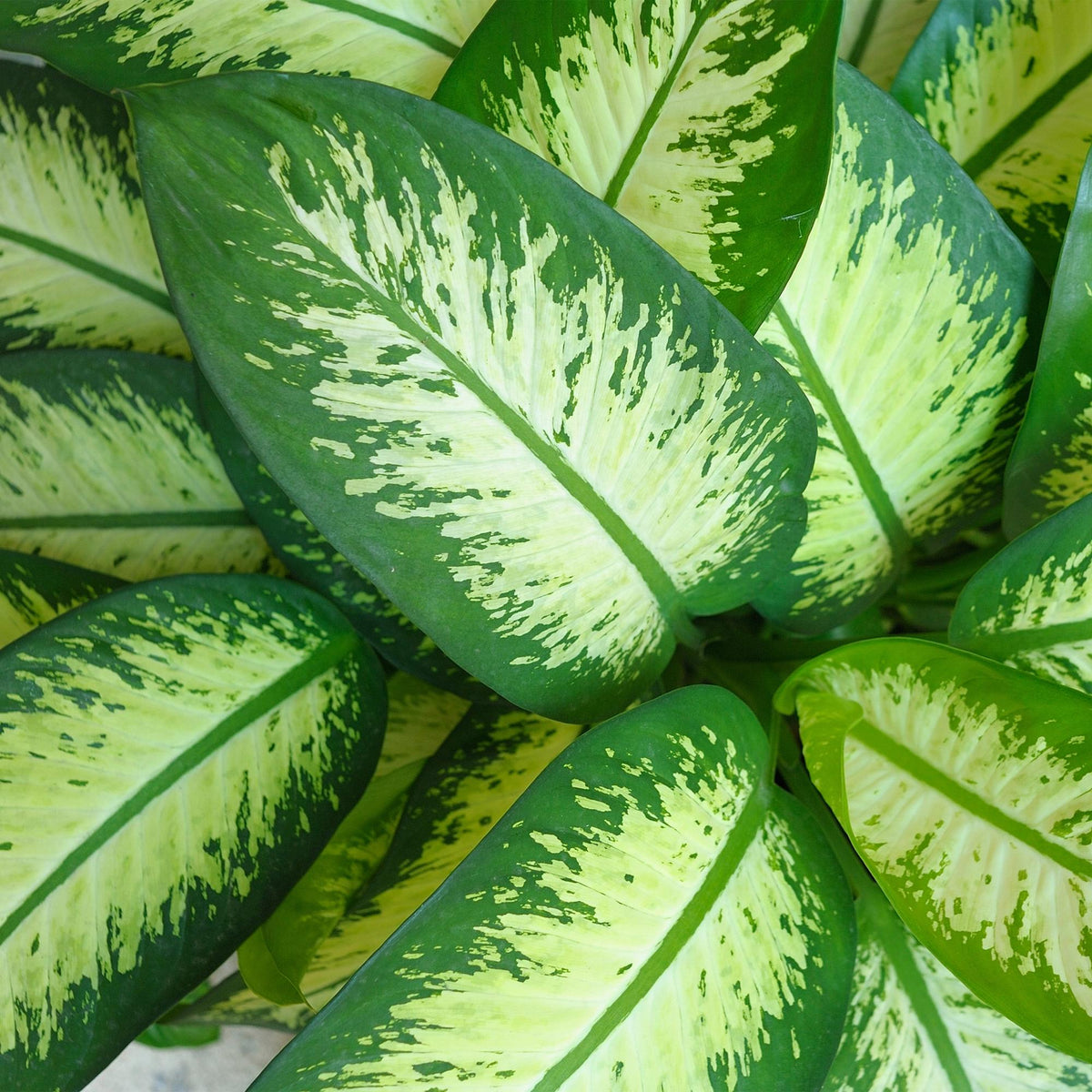 Green boutiQ - Zimmerpflanzen - Diefenbachia Tropic Snow - Dieffenbachia - Wenig Pflege - mit Potter Weiß - Bunt - 1 Pflanze - mit Potter Weiß - Topf 21cm - Höhe 90-100cm 