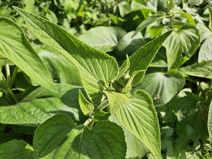 Russel Brandkraut Phlomis russeliana – ↕10-25cm – Ø9cm – Winterhart & Bienenfreundlich – Ansicht 25