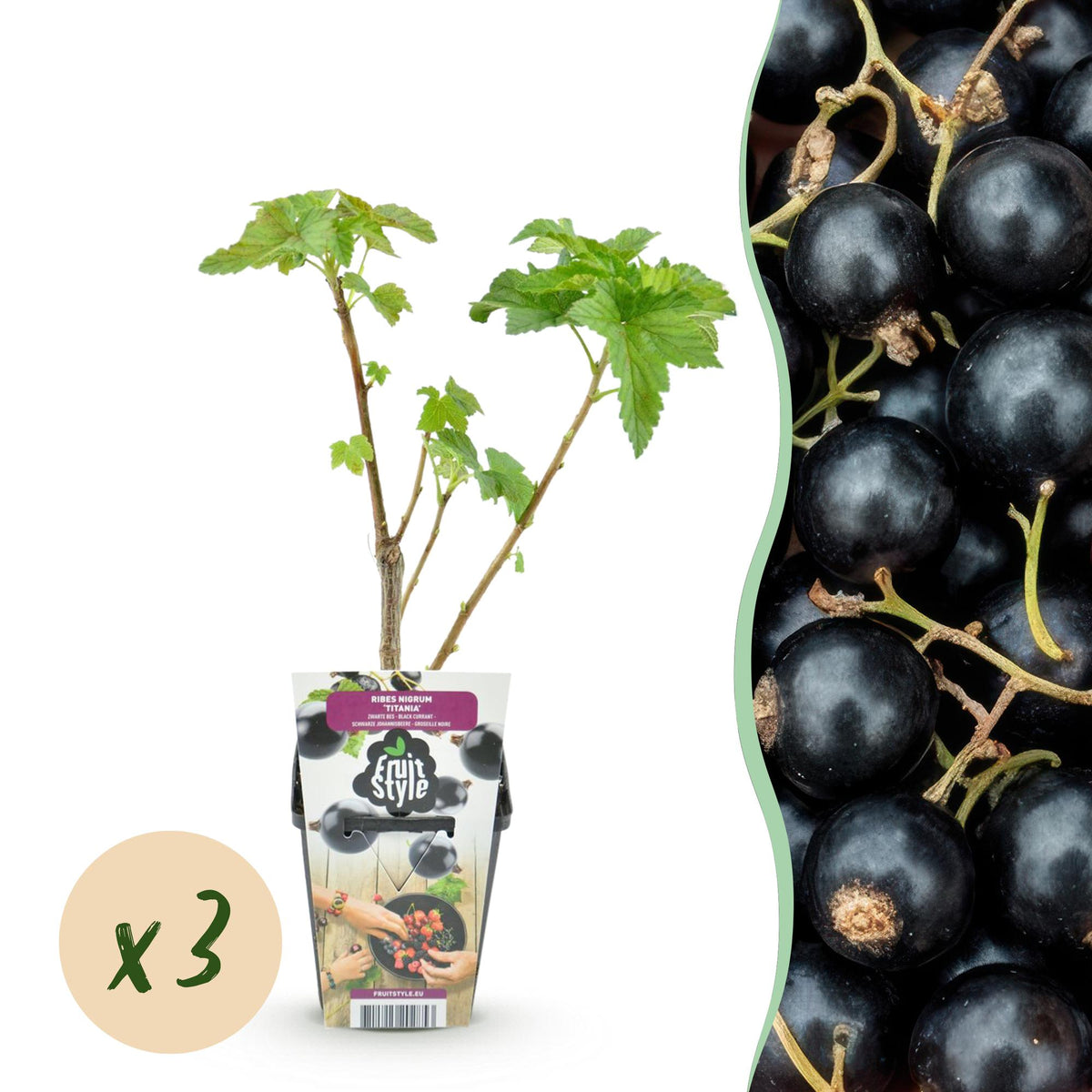 Schwarze Johannisbeere Ribes nigrum Titania winterhart 3 Pflanzen Ø9cm Höhe 30cm – Aromatische Johannisbeerpflanze für Garten Beet Balkon & Terrasse 