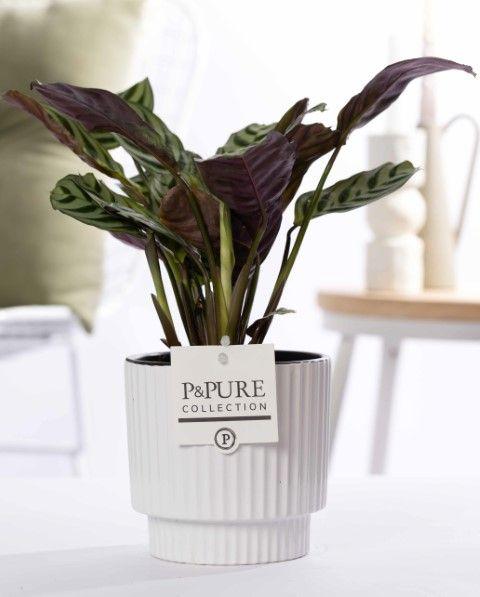 Ctenanthe Burle Marxii In P&PURE Ivy Ceramics Shiny White - Ø12cm - ↕25cm 