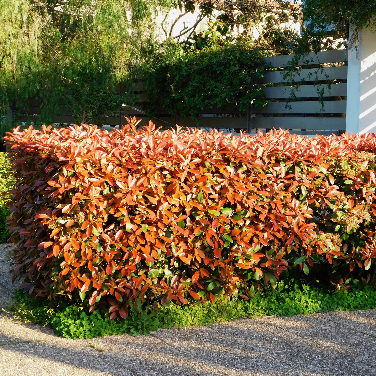 Frasers Glanzmispel – Photinia fraseri Red Robin – Heckenpflanze – Blatt rot grün – 8 Pflanzen – 1 laufender Meter – immergrün – 9cm Höhe 30-35cm 