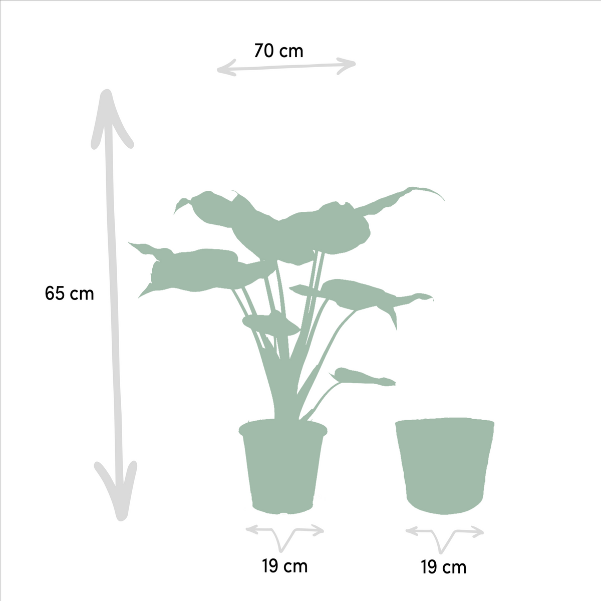 Pfeilblatt - Alocasia Cucullata - Ø19cm - ↕60cm + Alocasia Lauterbachiana - Ø19cm - ↕75cm + Korb Selin 