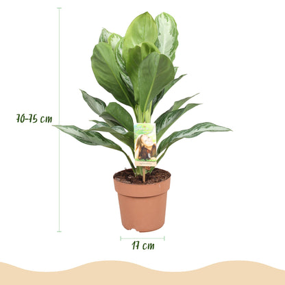 Green boutiQ - Zimmerpflanzen - Aglaonema Silver Bay - Silberblatt - Wenig Pflege - Silber - 1 Pflanze - Topf 17cm - Höhe 70-75cm 