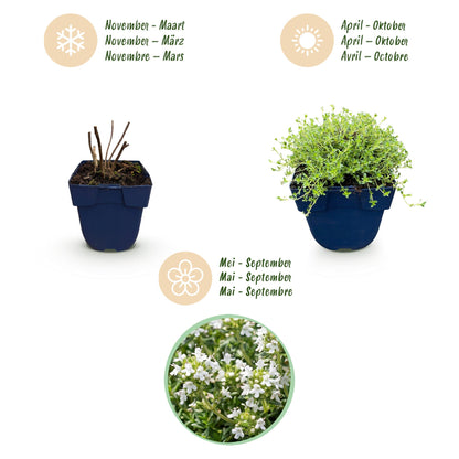 Kriech-Thymian 'Albiflorus' – Thymus praecox 'Albiflorus' – 6 Pflanzen – Topf Ø11cm – Ansicht 4