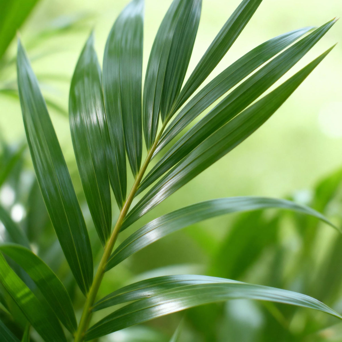 Howea Forsteriana – Kentia-Palme – 120–130cm – 21cm – Pflegeleichte Zimmerpalme mit eleganten Wedeln – Robuste, luftreinigende Grünpflanze für moderne Innenräume 