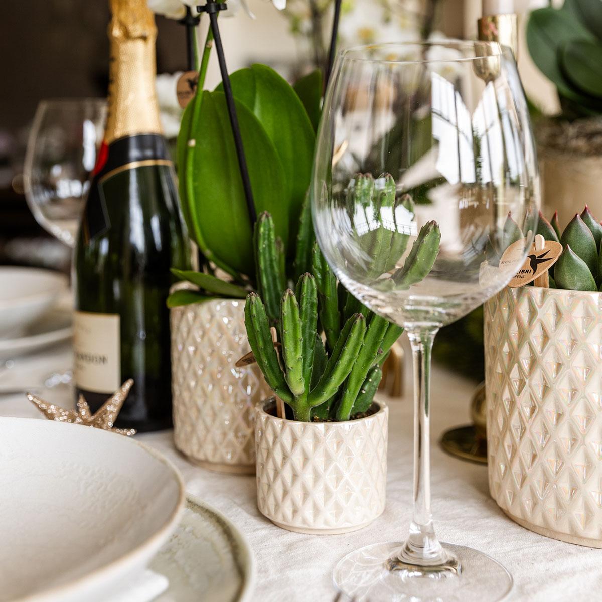 Pflanzen Set + Zierpflanzgefäße für Tischdekoration beim Dinner - Topfgröße Ø9cm & Ø6cm - Zimmerpflanze 