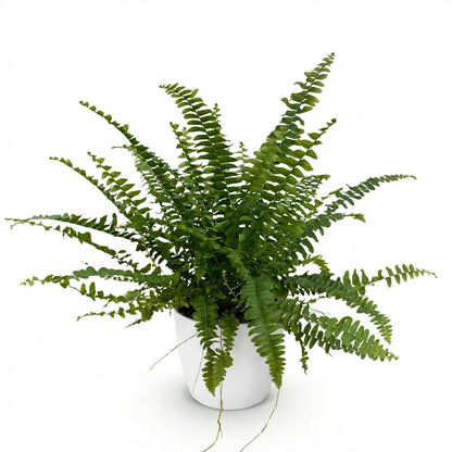 Green boutiQ - Zimmerpflanze - Nephrolepsis exaltata Green Lady - Farn - Haustierfreundliche Pflanze - Grün - 1 Pflanze - mit Potter Weiß - Topf 12cm - Höhe 25cm 