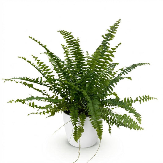 Green boutiQ - Zimmerpflanze - Nephrolepsis exaltata Green Lady - Farn - Haustierfreundliche Pflanze - Grün - 1 Pflanze - mit Potter Weiß - Topf 12cm - Höhe 25cm 