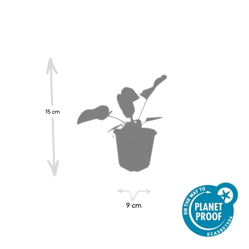 Russel – Brandkraut Phlomis russeliana – ↕10-25cm – Ø9cm – 6 Pflanzen – Winterhart & Bienenfreundlich – Sommerblüher für Beet