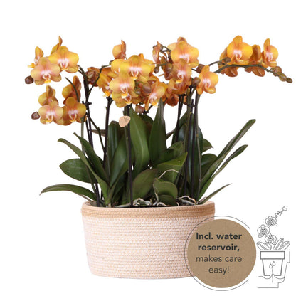 Kolibri Orchids | orange Orchideen-Set im Baumwollkorb inkl. Wassertank | drei orange Orchideen Las Vegas 12cm | Mono Bouquet orange mit autarkem Wassertank. 