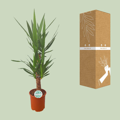 Palmlilie Yucca – 90cm – ø21cm – Pflegeleichte Zimmerpflanze mit schwertförmigen Blättern – Robuste Grünpflanze für helle & halbschattige Standorte – Elegante Raumbegrünung für Innen- und Außenbereiche 