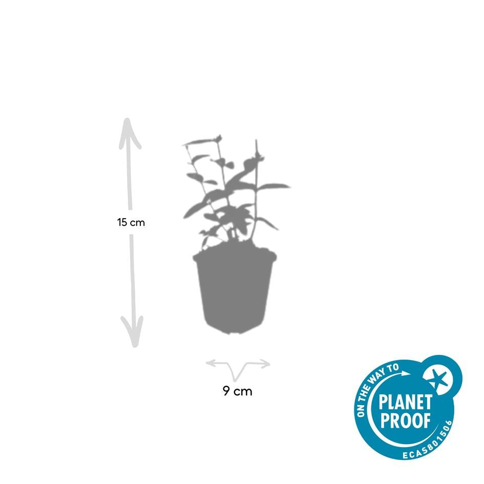 Hypericum inodorum 'Annebel' – 48 Pflanzen – ↕10-25 cm – Ø9 cm – Gelber Sommerblüher – Pflegeleichter, winterharter Strauch 