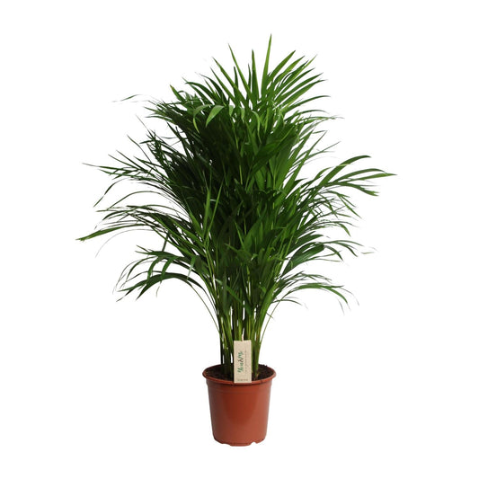 Dypsis Lutescens (Areca) - Ø21cm - ↕100cm 