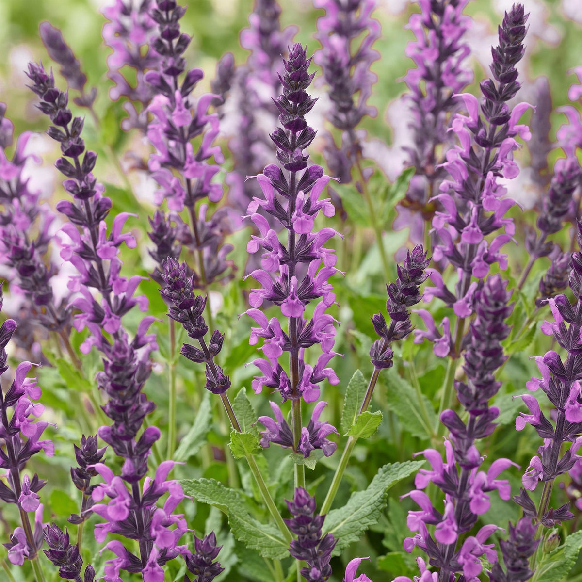 Steppensalbei 'Sensation Deep Pink' – Salvia nemorosa 'Sensation Deep Pink' – Topf Ø11cm – Ansicht 5