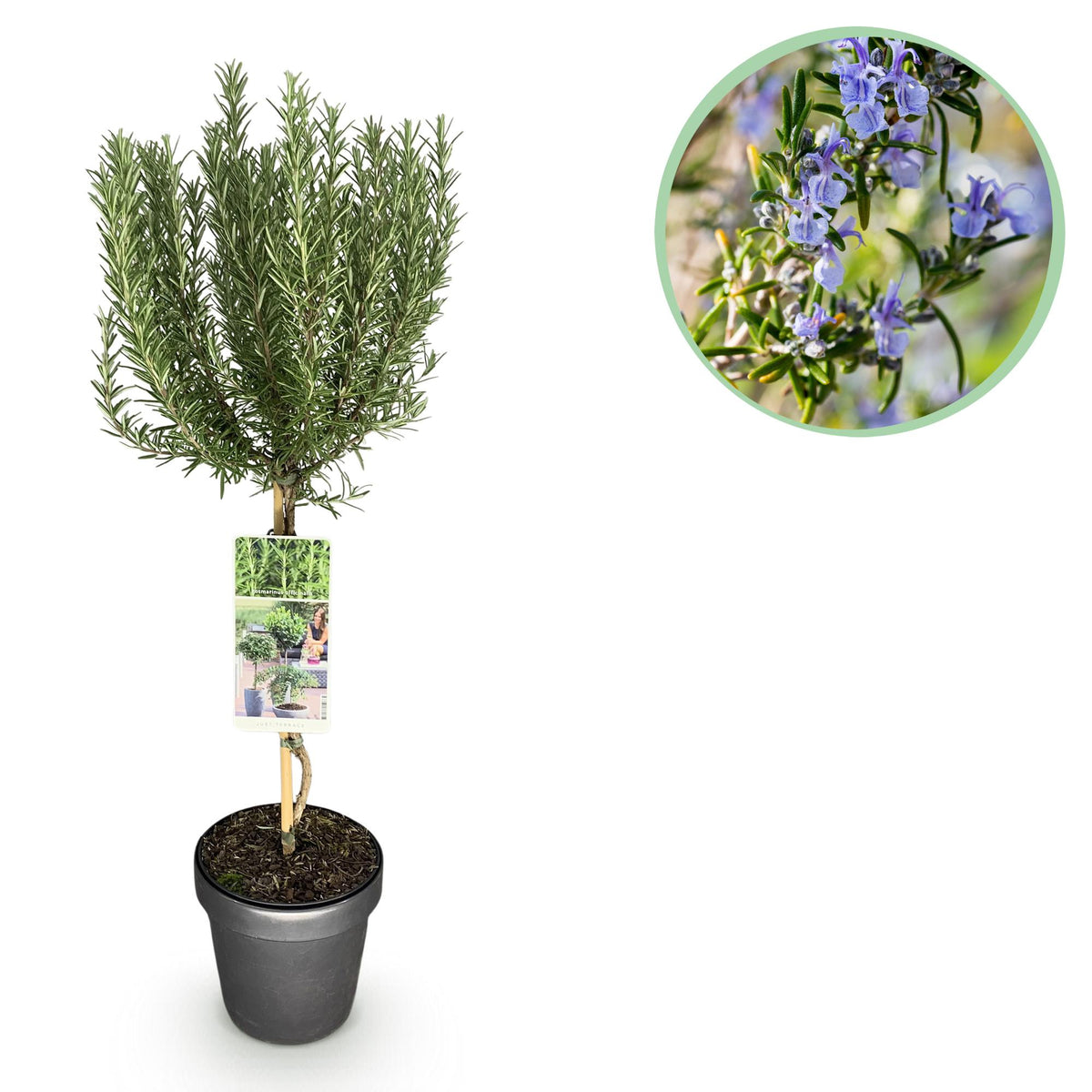 GreenboutiQ - Stamm Pflanze - Rosmarinus officinalis - Terrassen Pflanze - Immergrün - Winterhart - Lila Blüte - Topf 19cm Höhe 90cm 