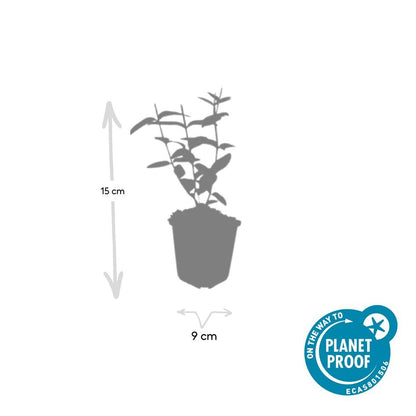 Hypericum inodorum – 48 Pflanzen – ↕10-25cm – Ø9cm – Gelbblühendes Johanniskraut – Winterhart, pflegeleicht & vielseitig – Für Beete, Hecken & Bodendecker 