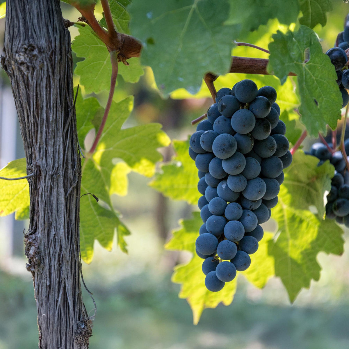 Weinrebe Vitis vinifera Boskoop Glory – Blaue Traube – 2 Pflanzen – Obstpflanze – 15cm – Höhe 50cm 