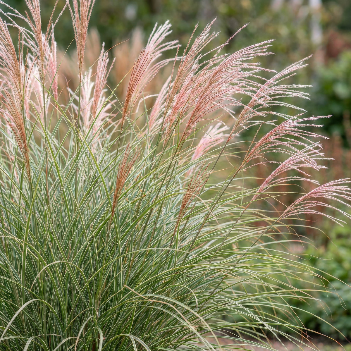 Chinaschilf 'Morning Light' – Miscanthus sinensis 'Morning Light' – Topf Ø11cm – Ansicht 5