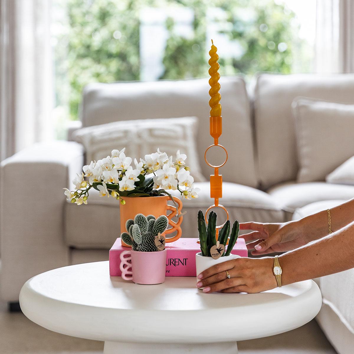 Weiße Phalaenopsis Orchidee Nazaré – Ø9cm – Elegante Zimmerpflanze – Pflegeleicht & Blühfreudig – Ideal für Küche, Wohnzimmer & Büro 