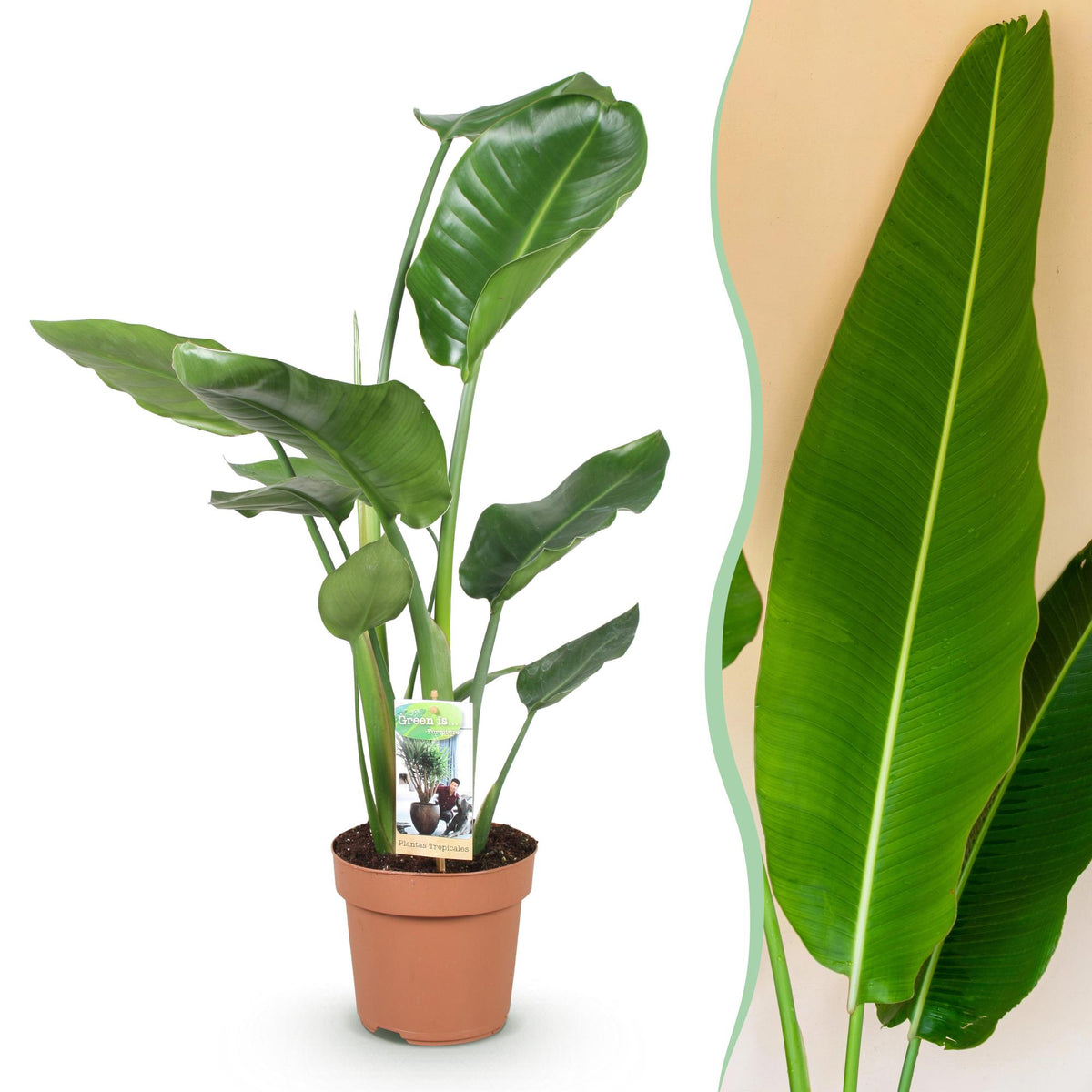 Green boutiQ - Zimmerpflanzen - Stelitzia Nicolai - Paradiesvogelblume - Wenig Pflege - Grün - 1 Pflanze - Topf 17cm - Höhe 70-90cm 