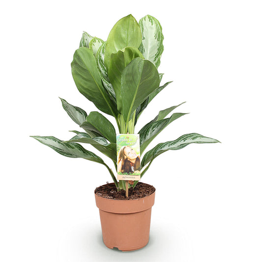 Green boutiQ - Zimmerpflanzen - Aglaonema Silver Bay - Silberblatt - Wenig Pflege - Silber - 1 Pflanze - Topf 17cm - Höhe 70-75cm 