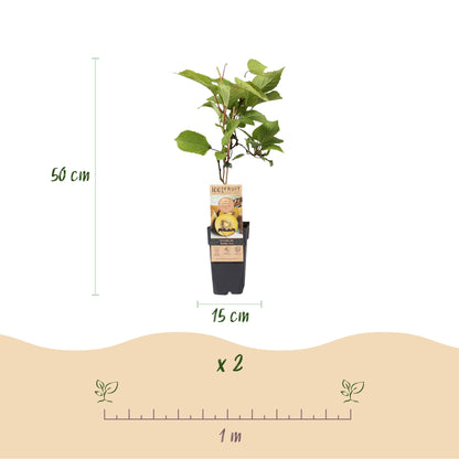 Obstpflanzen Grüne Kiwi 'Jenny' & Goldene Kiwi – 2 Pflanzen – 15cm – Höhe 50cm – Süße, vitaminreiche Früchte – Pflegeleicht & winterhart 