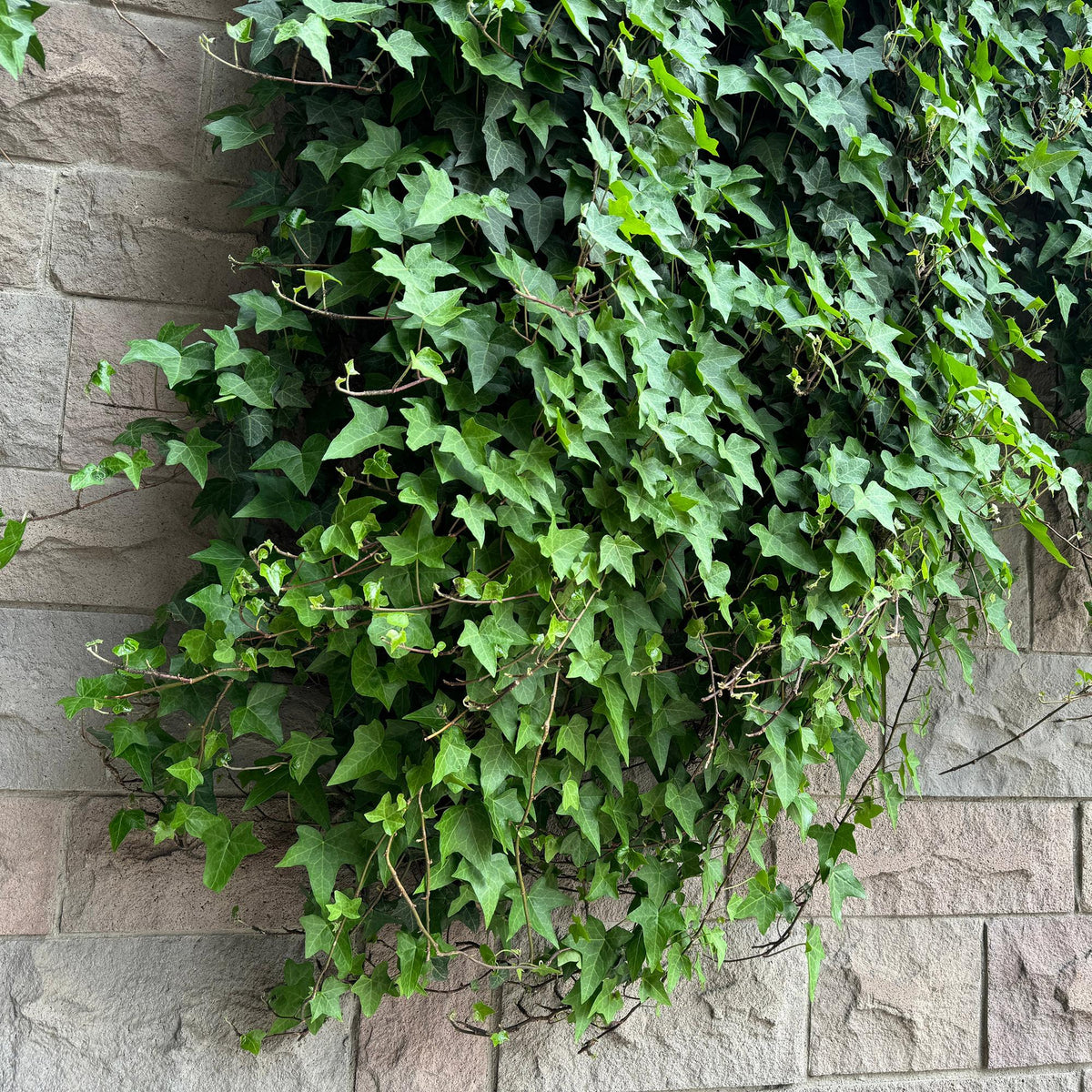 Kletterpflanzen-Set „Rainbow“ – 4 Pflanzen – Clematis montana Rubens, Hedera helix, Lonicera Goldflame, Campsis Madame Galen – Bunt blühend & immergrün – Ø11 cm – Höhe ca. 40 cm 