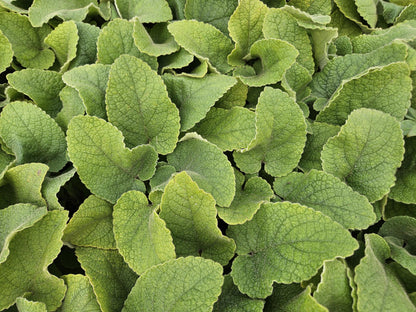 Russel-Brandkraut Phlomis russeliana – ↕10-25cm – Ø9cm – 6 Pflanzen – Winterhart & Bienenfreundlich – Sommerblüher für Beete & Garten 