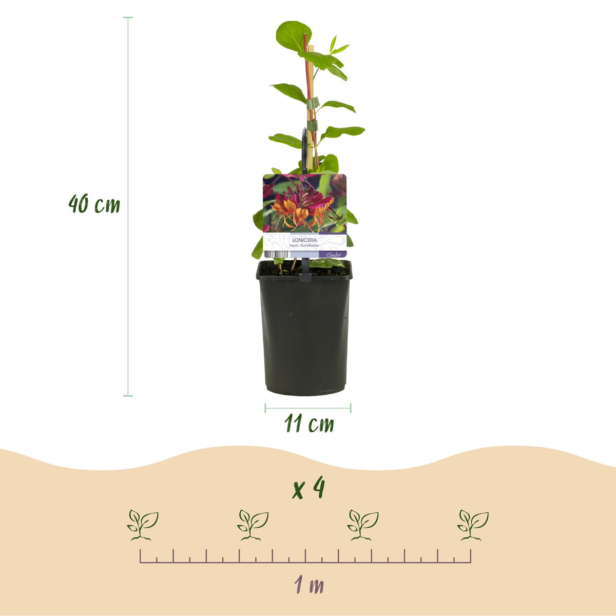 Kletterpflanzen-Set „Rainbow“ – 4 Pflanzen – Clematis montana Rubens, Hedera helix, Lonicera Goldflame, Campsis Madame Galen – Bunt blühend & immergrün – Ø11 cm – Höhe ca. 40 cm 